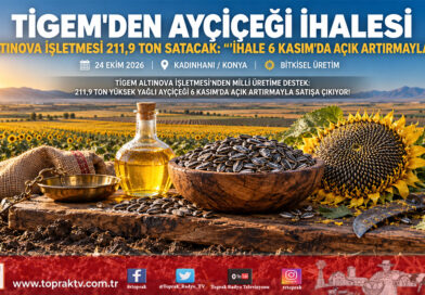 TİGEM Altınova Tarım İşletmesi’nden İhale İlanı: 211,9 Ton Yağlık Ayçiçeği Açık Artırmayla Satışa Çıkıyor!…
