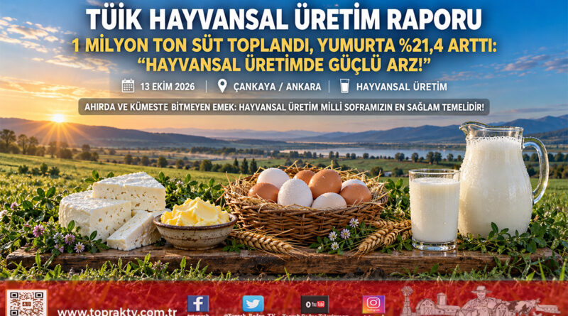 TÜİK Hayvansal Üretim Verilerini Açıkladı: Sanayiye 1 Milyon Tonu Aşkın Süt Gitti, Yumurta Üretimi Yıllık %21,4 Arttı!…
