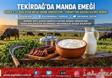 Trakya’da Kadın Emeğinin Beyaz Mucizesi: Sabah 5’te Başlayan Manda Mesaisi Katma Değerli Üretime Dönüşüyor!…