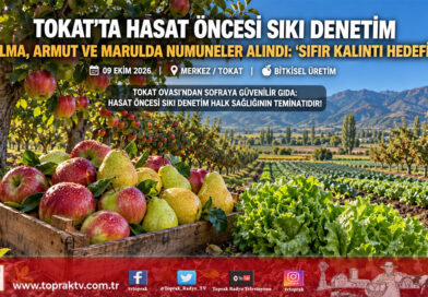 Tokat Bahçelerinde Sıfır Kalıntı Seferberliği: Elma, Armut ve Marulda Hasat Öncesi Pestisit Denetimi Başladı!…
