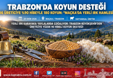 Karadeniz Yaylalarında Yerli Irk Hamlesi: Maçka’da 36 Yetiştiriciye Yüzde 90 Hibeyle 180 Karayaka Koyunu Dağıtıldı!…