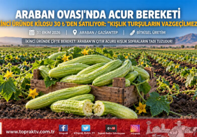 Araban Ovası’nda İkinci Ürün Seferberliği: Çıtır Turşuluk Acur Hasadı Başladı, Tarlada Kilosu 30 ₺!…