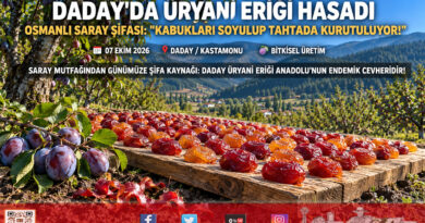 Saray Mutfağının Şifa Kaynağı Kastamonu’da Dalından İndi: Coğrafi İşaretli Üryani Eriğinde Hasat Mesaisi Başladı!…