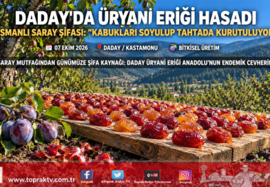 Saray Mutfağının Şifa Kaynağı Kastamonu’da Dalından İndi: Coğrafi İşaretli Üryani Eriğinde Hasat Mesaisi Başladı!…