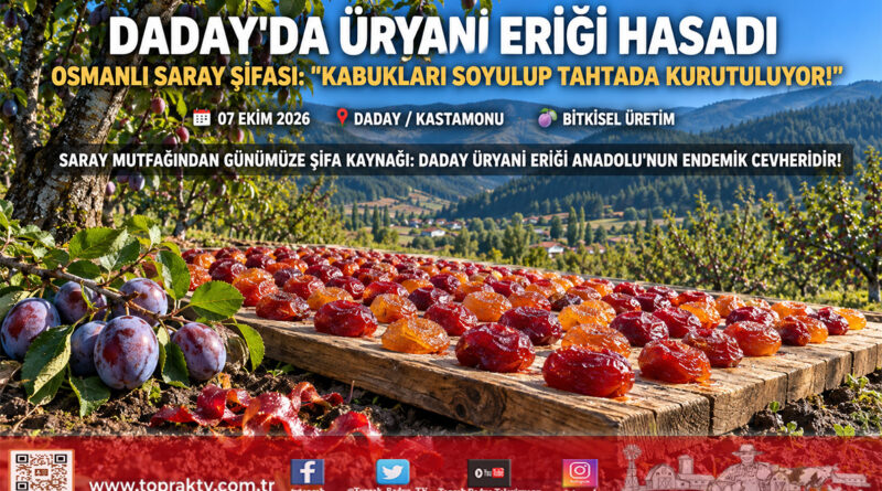 Saray Mutfağının Şifa Kaynağı Kastamonu’da Dalından İndi: Coğrafi İşaretli Üryani Eriğinde Hasat Mesaisi Başladı!…