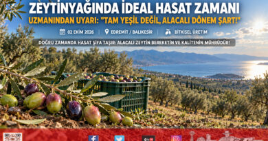 Zeytinyağında Kaliteyi Belirleyen İdeal Hasat Dönemi: Uzmanından “Alacalı Dönem” Uyarısı!…