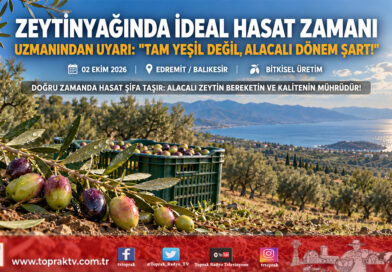 Zeytinyağında Kaliteyi Belirleyen İdeal Hasat Dönemi: Uzmanından “Alacalı Dönem” Uyarısı!…