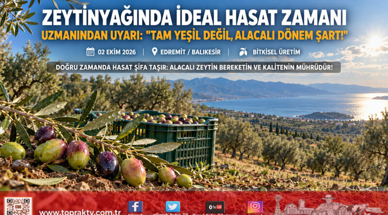 Zeytinyağında Kaliteyi Belirleyen İdeal Hasat Dönemi: Uzmanından “Alacalı Dönem” Uyarısı!…