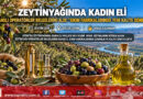 Zeytinyağında Kadın Eli Aydın’da Güçleniyor: Eğitimleri Tamamlayan Kadın Operatörler Mesleki Yeterlilik Belgelerine Kavuştu!…